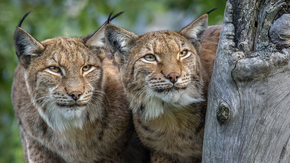 DOUBLELYNX Foto & Bild natur, zoo, tiere Bilder auf