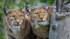 DOUBLE-LYNX