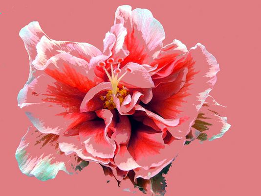 Double Orange Hibiscus