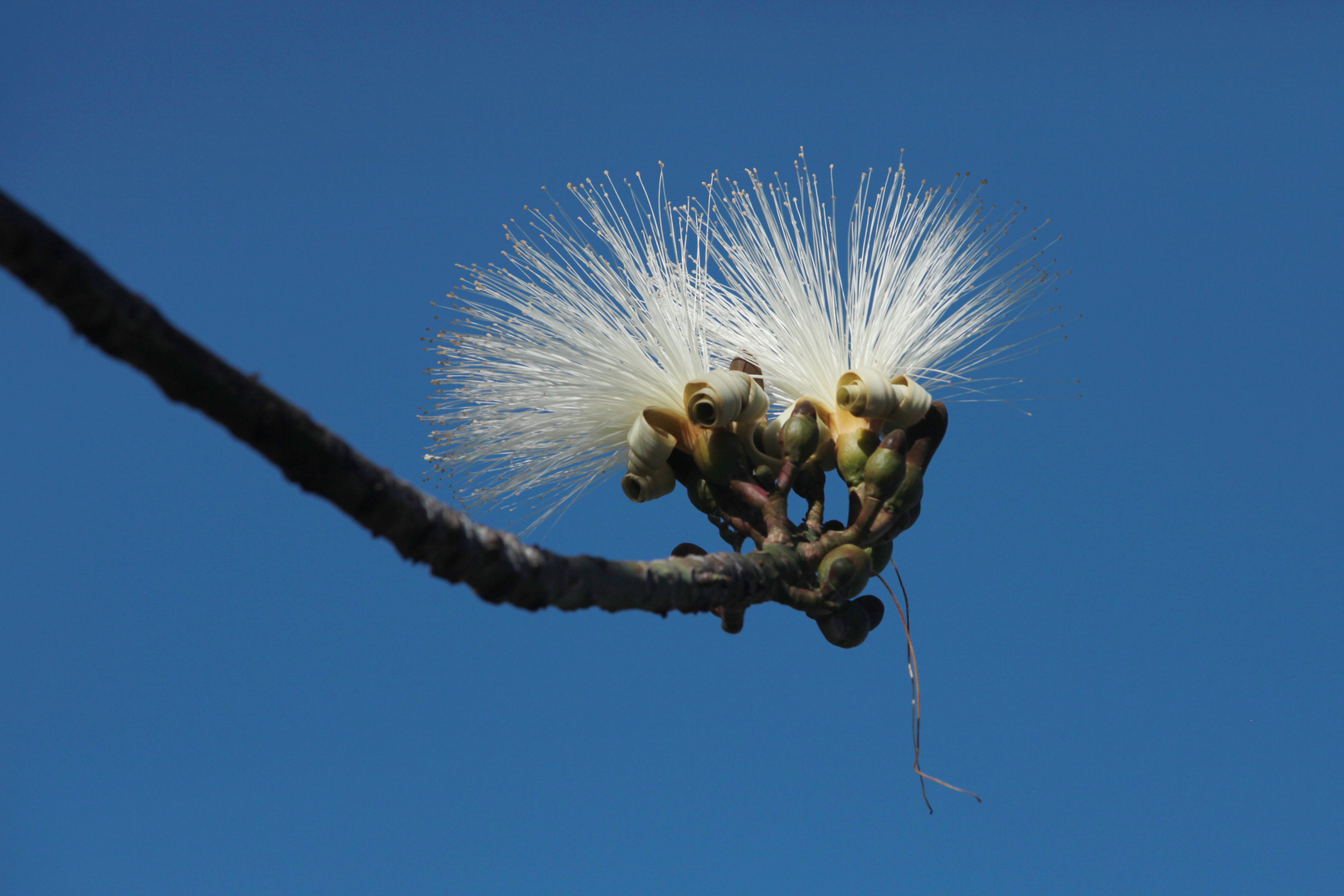 Double Pseudobombax Ellipticum