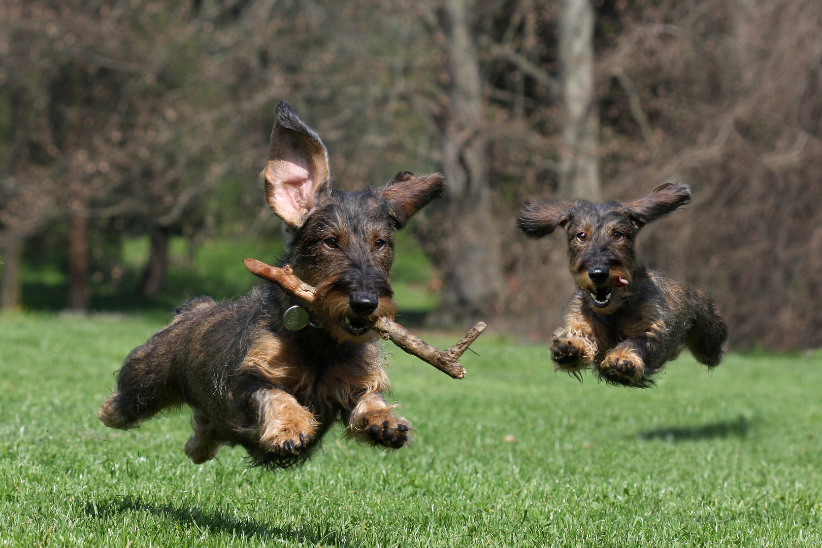 Double shot dachshunds composition