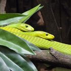 Double Snake in Hagenbeck´s (Hamburg)