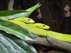 Double Snake in Hagenbeck´s (Hamburg)