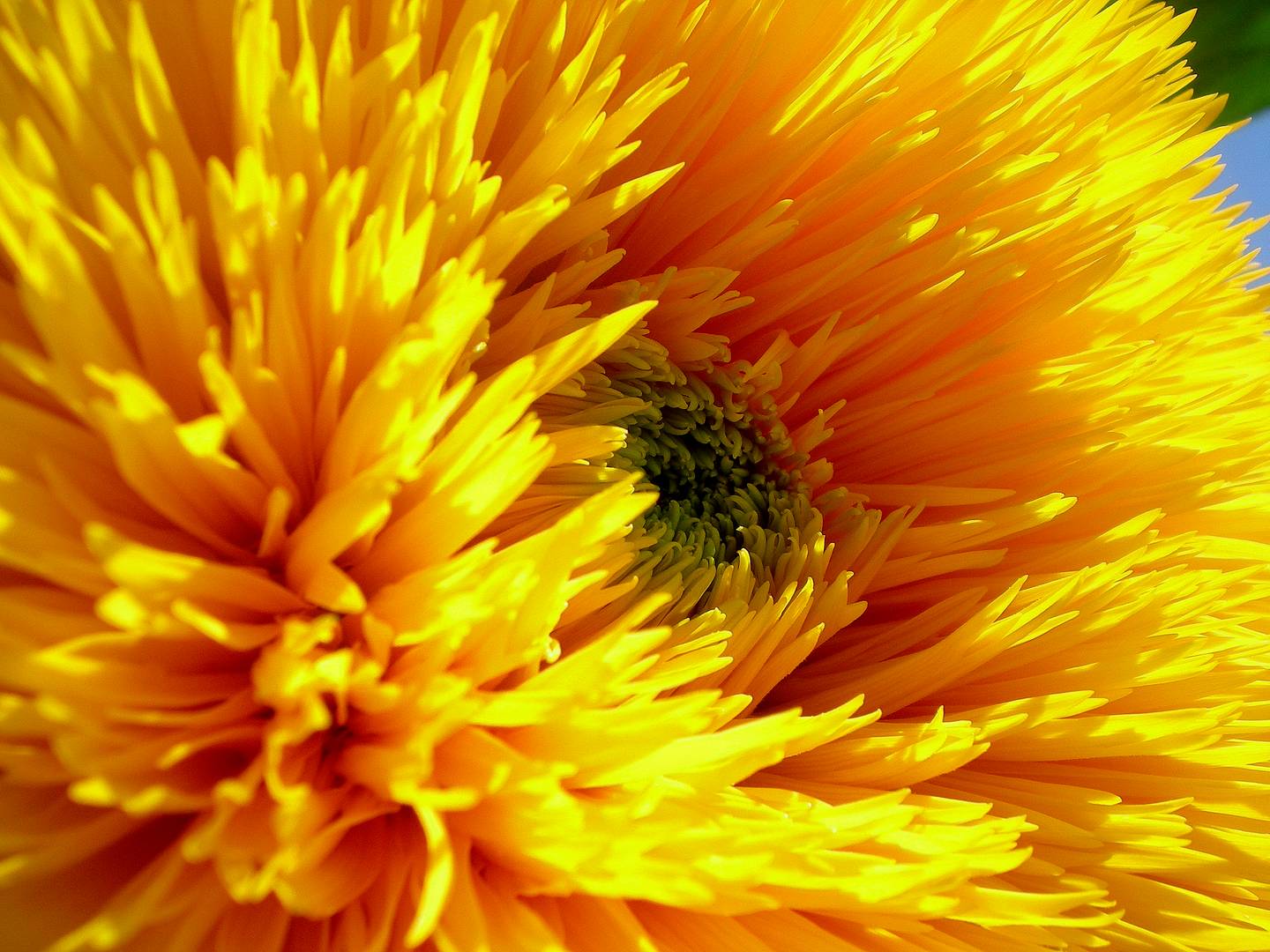 double sunflower II