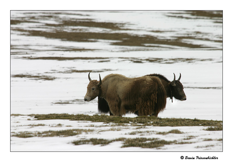 Double-Yak