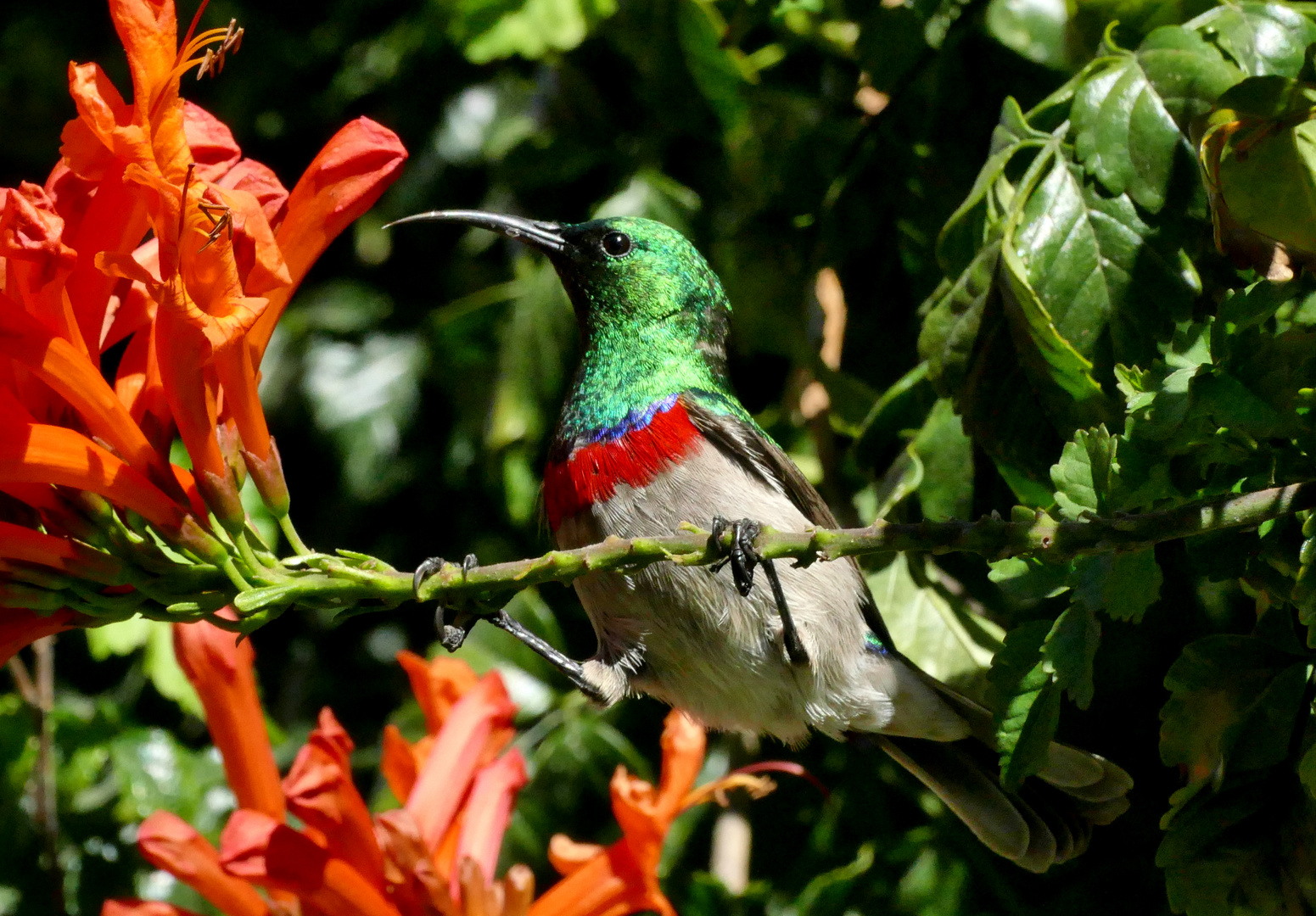 Doubled-collared Sunbird (male)