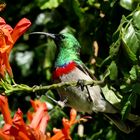 Doubled-collared Sunbird (male)