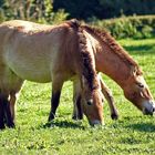 Doublehead horse