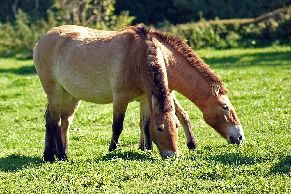 Doublehead horse