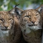 DOUBLELYNX