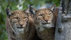 DOUBLELYNX