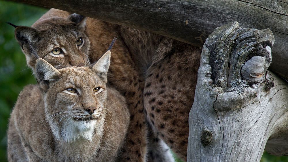 DOUBLELYNX SPOTTING FOR DINNER