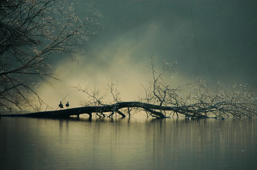 Douce brume