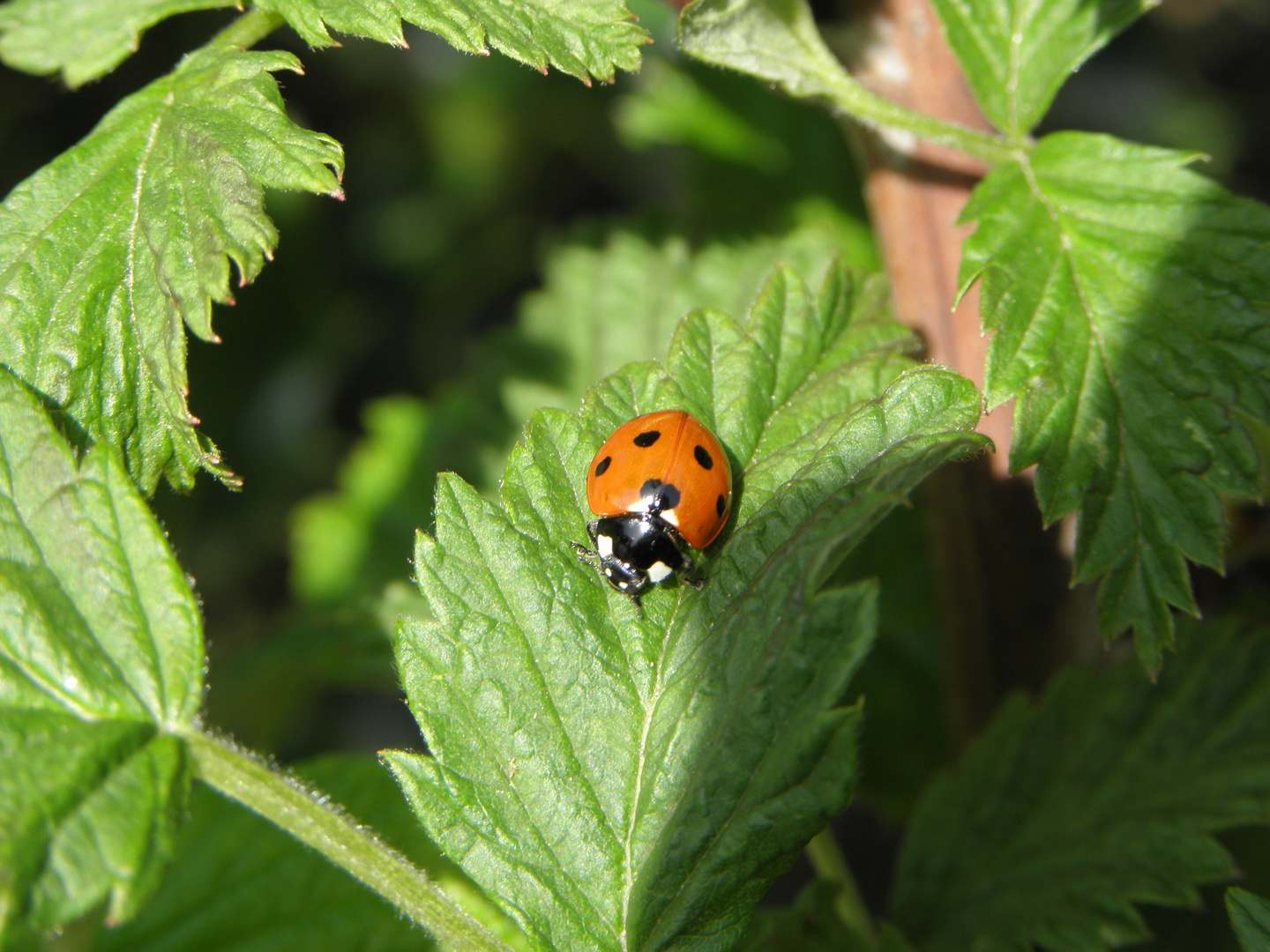 Douce coccinelle