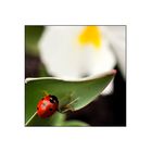 Douce coccinelle