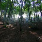 Douce et paisible forêt...