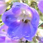 Douce fleur de delphinium.