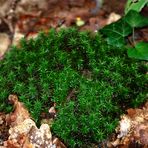 Douce mousse des bois