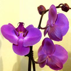 douce Orchidées