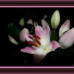Douce Tendresse ........ Pour qui en a besoin !!!