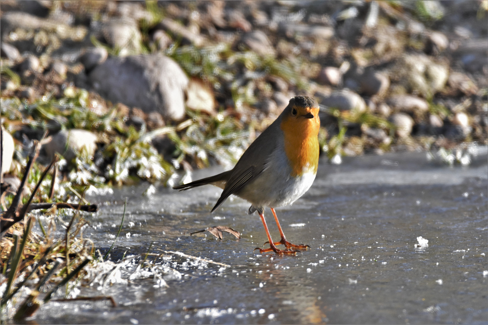 doucement sur la glace