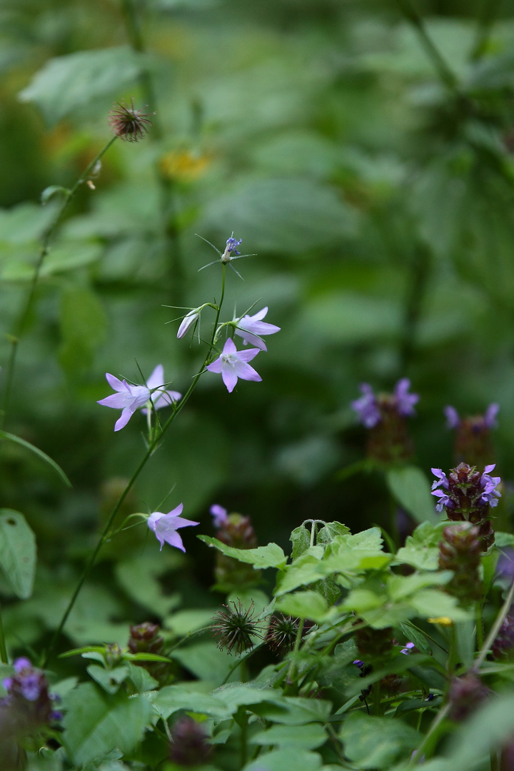 douces fleurettes  