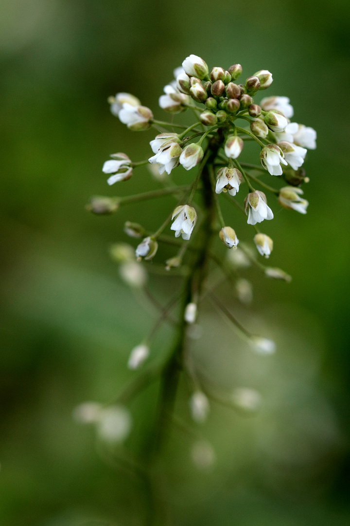 douces fleurettes