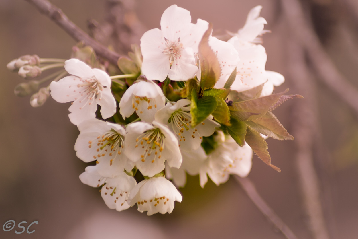 Douces fleurs du cerisier