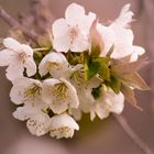 Douces fleurs du cerisier