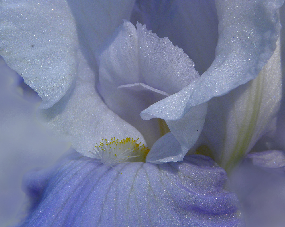 Douceur bleue