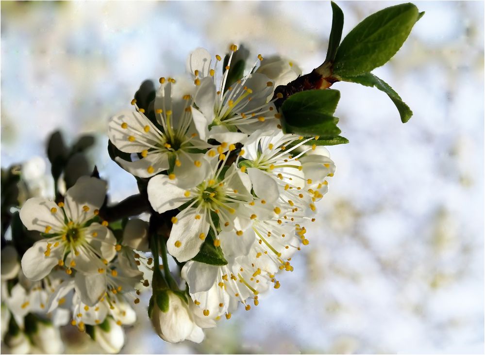 Douceur de début de printemps