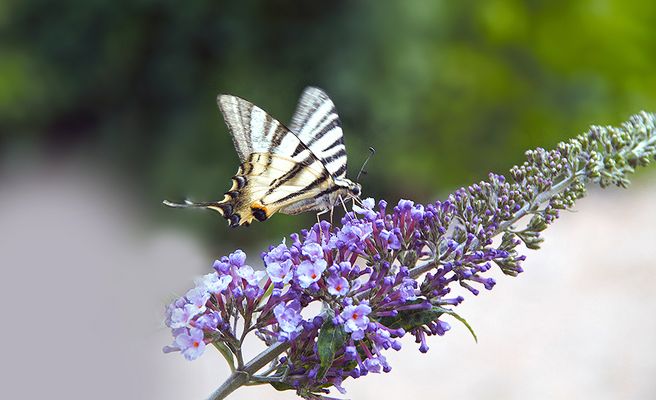 ...Douceur de novembre...