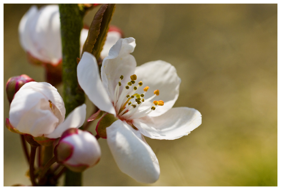 Douceur de printemps