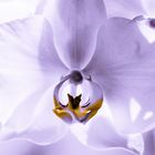 Douceur d'orchidée