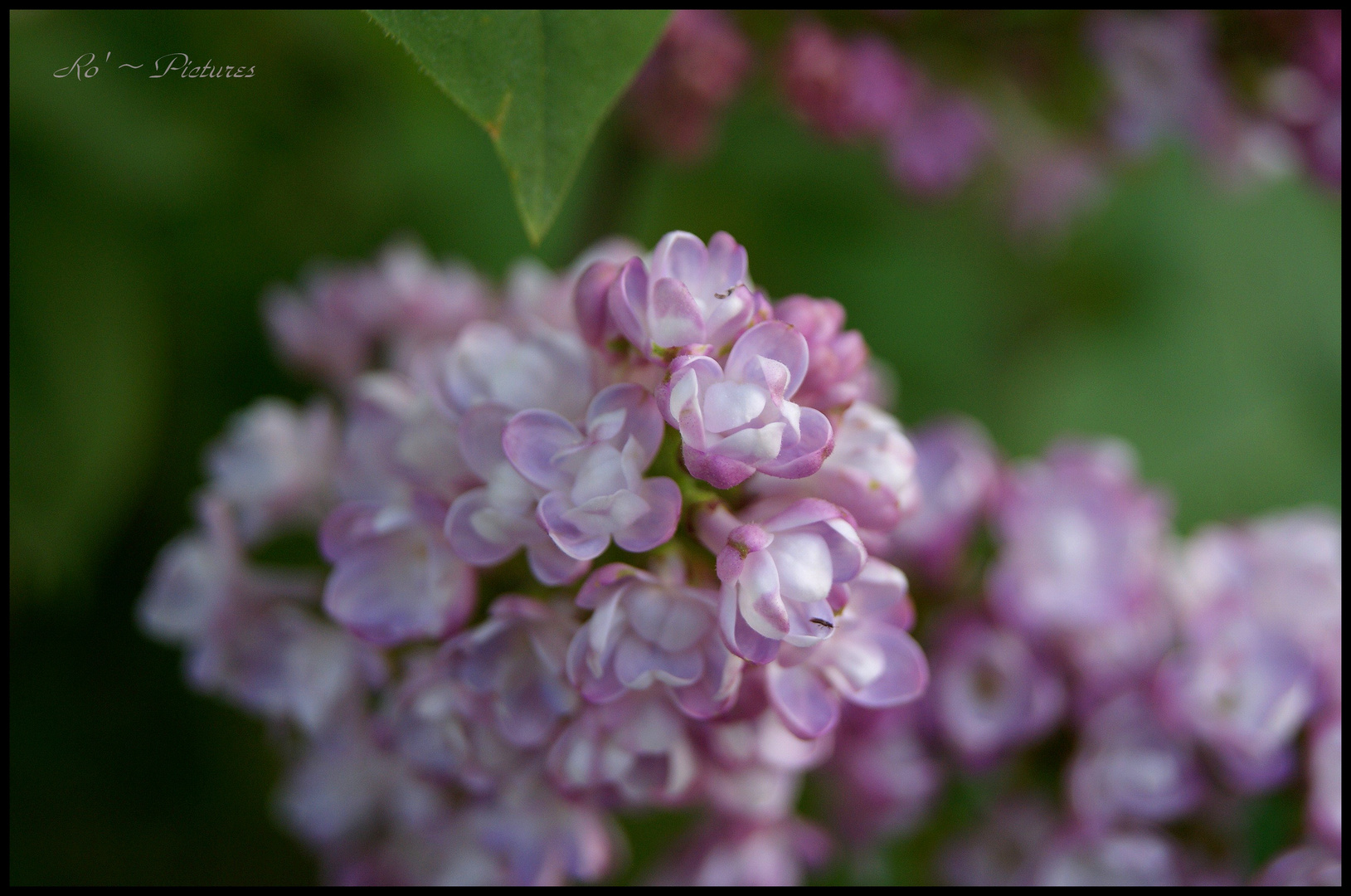 Douceur du Lilas