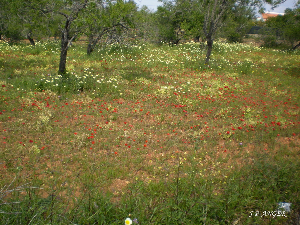 Douceur du portugal (avril 2007)