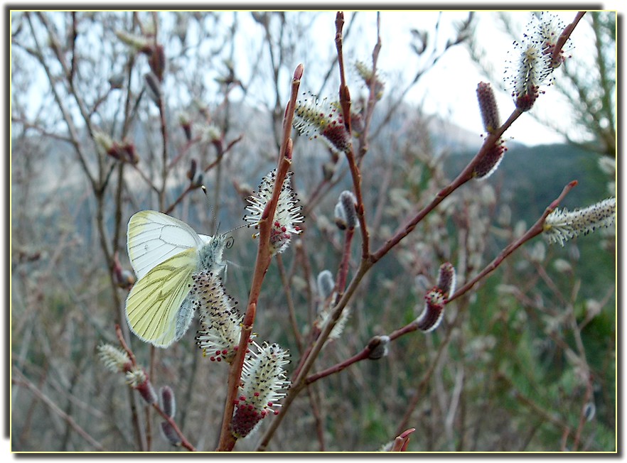 *douceur du printemps*