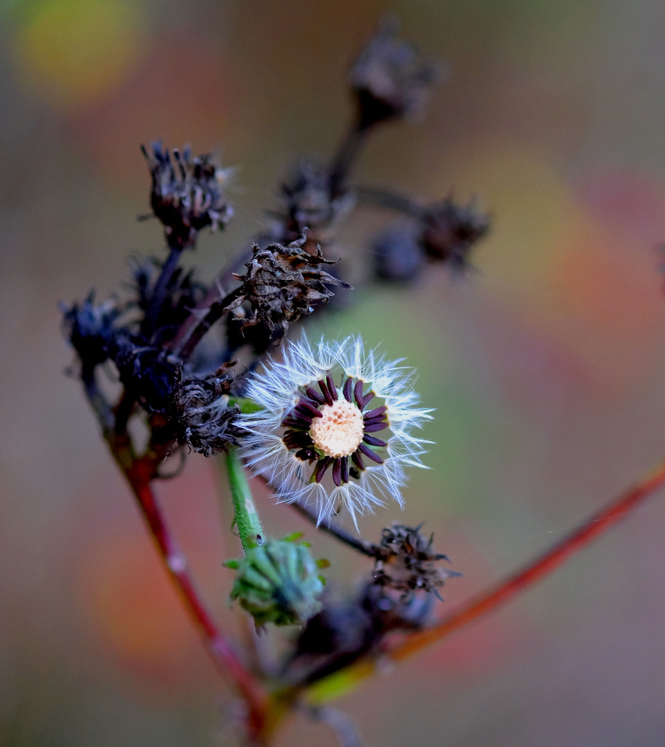 douceur et couleurs