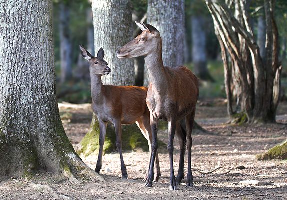 ...Douceur et tendresse...