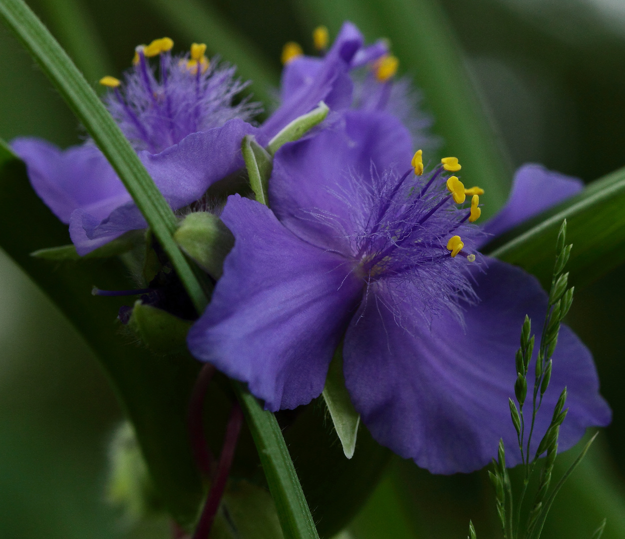 Douceur florale