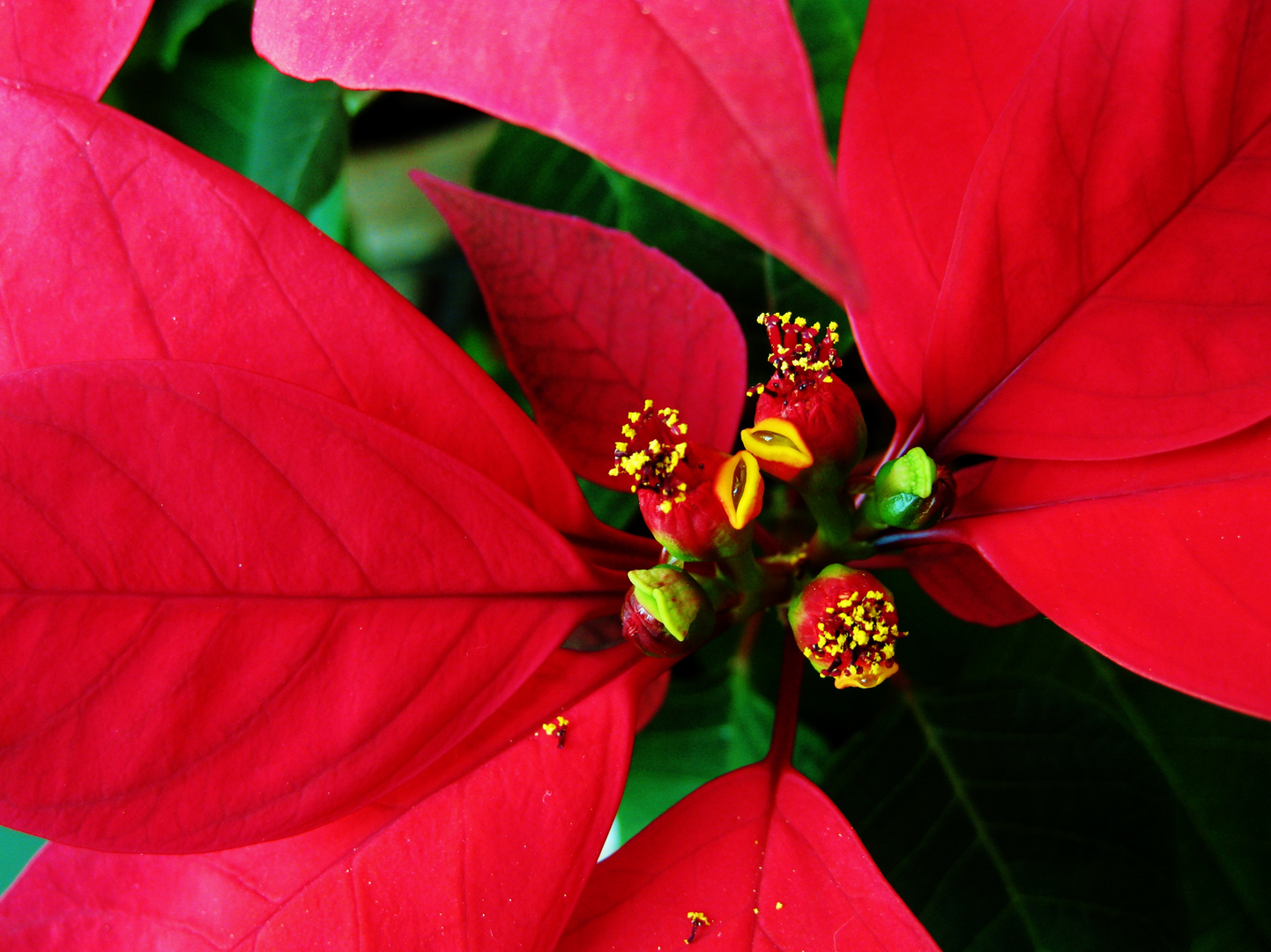 douceur, je te pose au coeur d'une rose ... de Noël