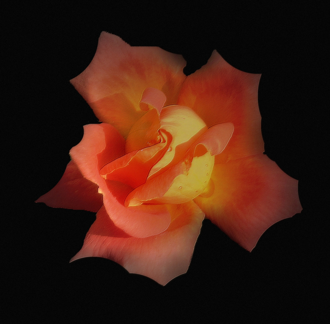 Douceur Tendresse Photo Et Image Natur Douceur Rose Images Fotocommunity