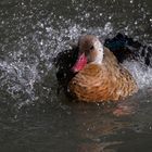 Douche 3 (Amazonetta brasiliensis, canard amazonette ou sarcelle du Brésil)