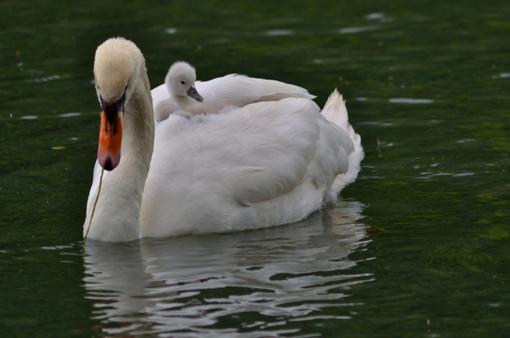 Doudoune flottante