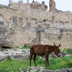 Dougga, Tunisie