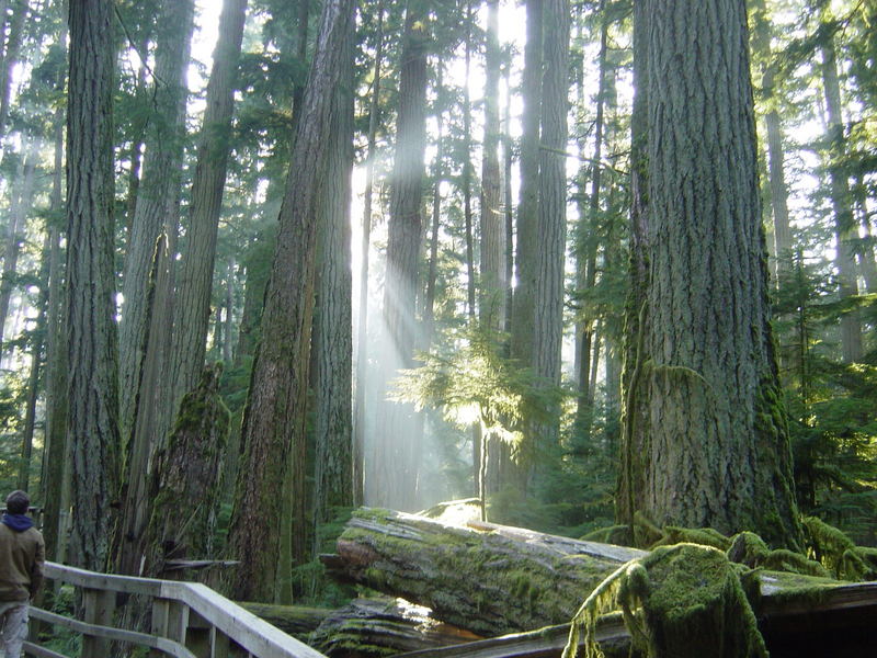 Douglas fir trees