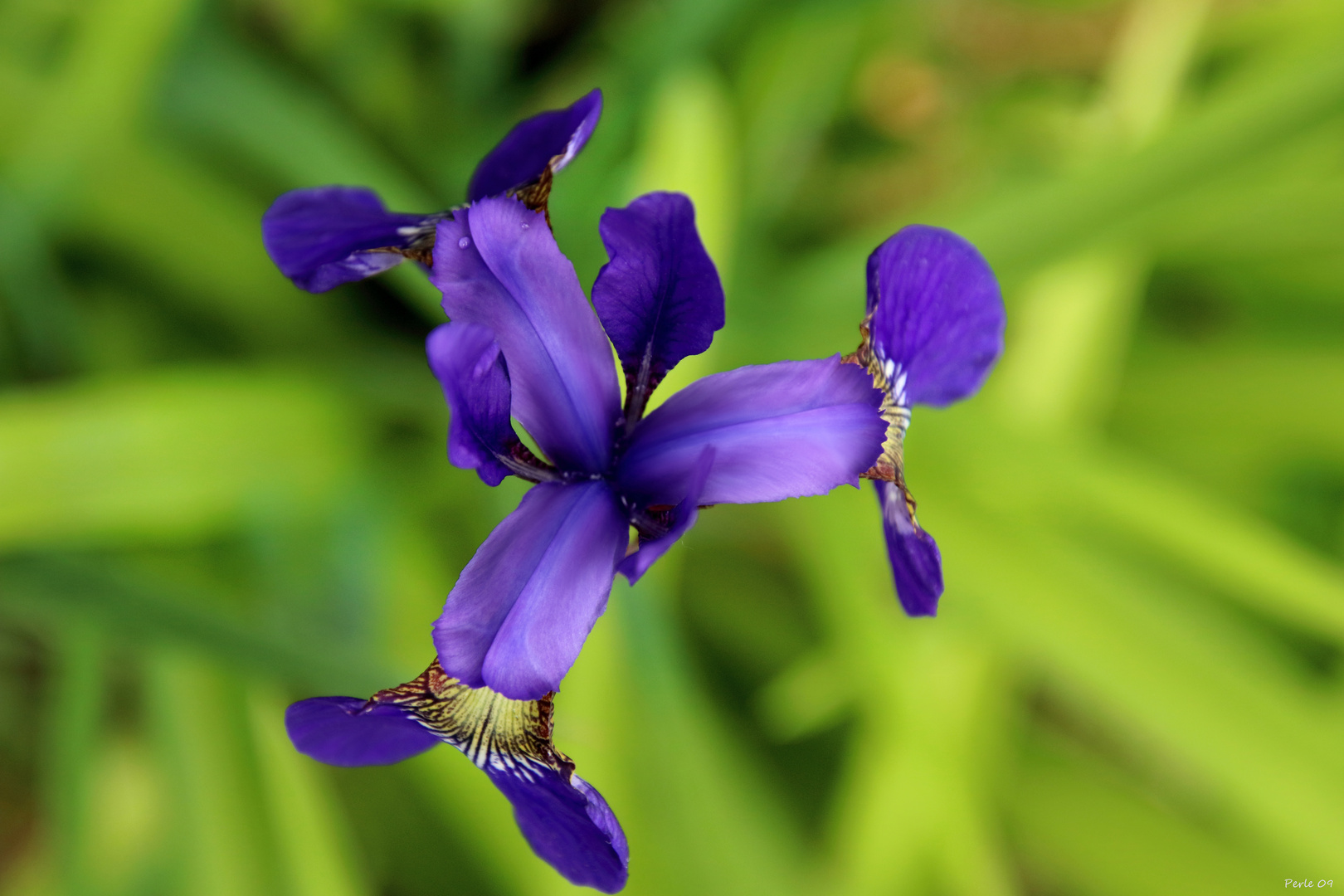 Douglas-Iris so wunderschön!