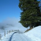 Douglas Kiefer im Winter auf dem Zugerberg