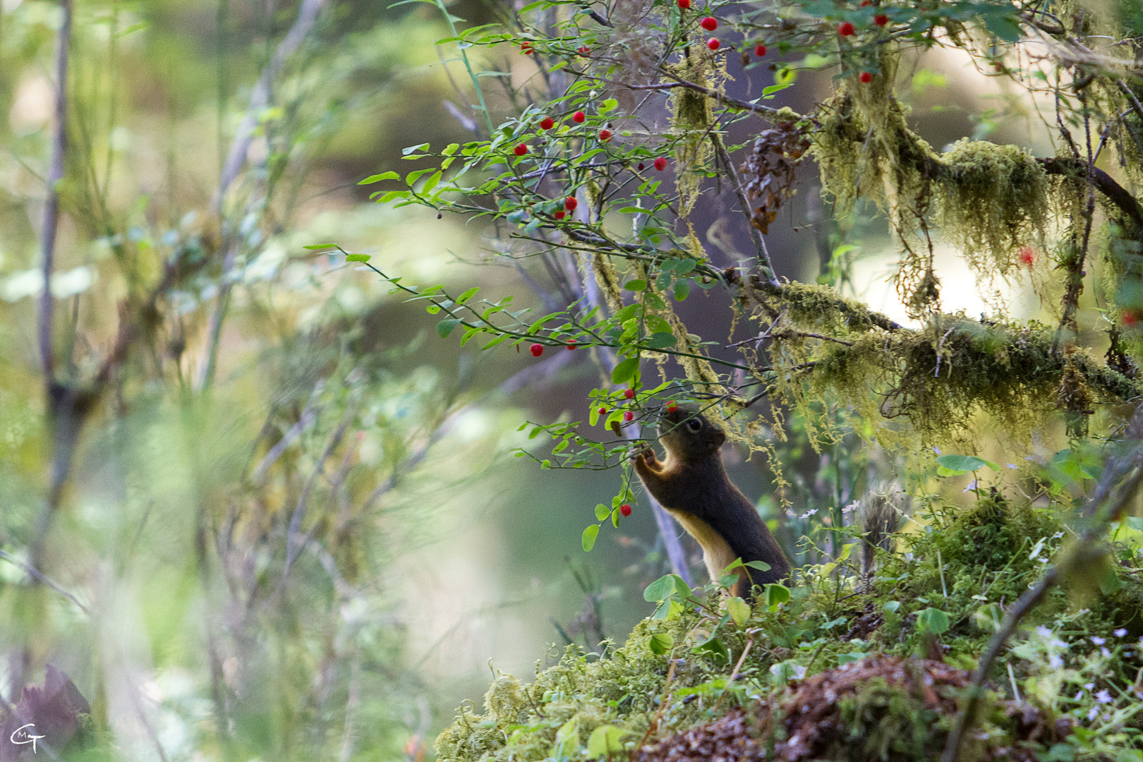 Douglas Squirrel 2