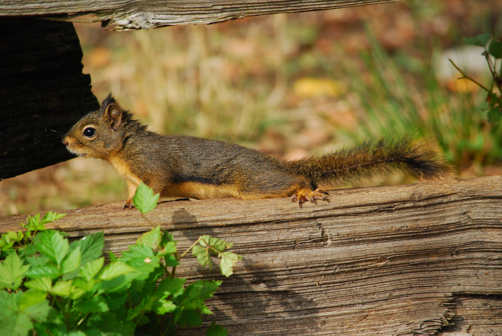 Douglas Squirrel II